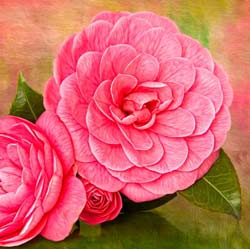 Before & After: Painterly Camellia