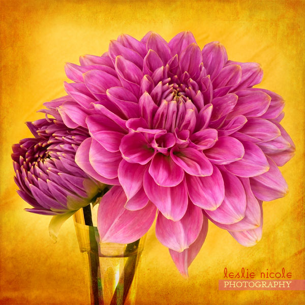 Before and After Textures: Edge of Gold Dahlia