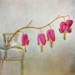 Bleeding Hearts Still Life By Mandy Disher
