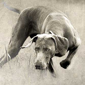 Before & After: Pointing Weimaraner With Grunge Texture