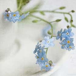 Forget-Me-Not by Jolanta