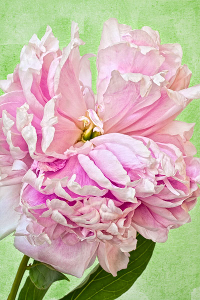 Peony with watercolor texture.