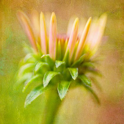 Summertime Bloom By Donna Eaton