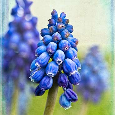Before & After: Textured Muscari Photograph
