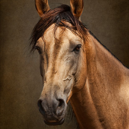 A Classic Horse Portrait Using Textures