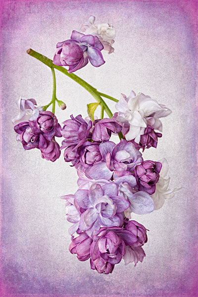 Before & After: Textured Lilac Photograph