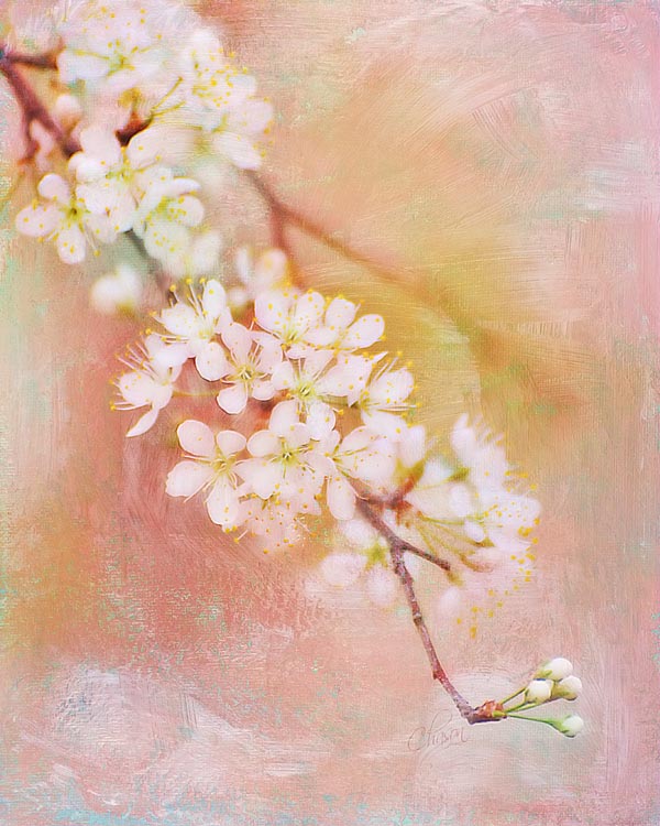 Sweet Cherry Blossoms By Kimberly Chason