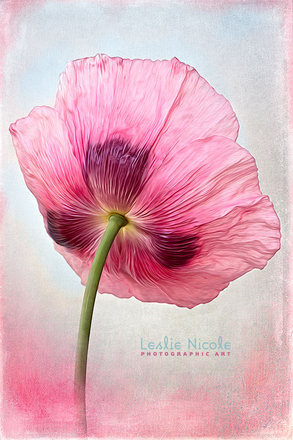 Before & After: Textured Poppy With Photoshop Oil Paint And Topaz Filters