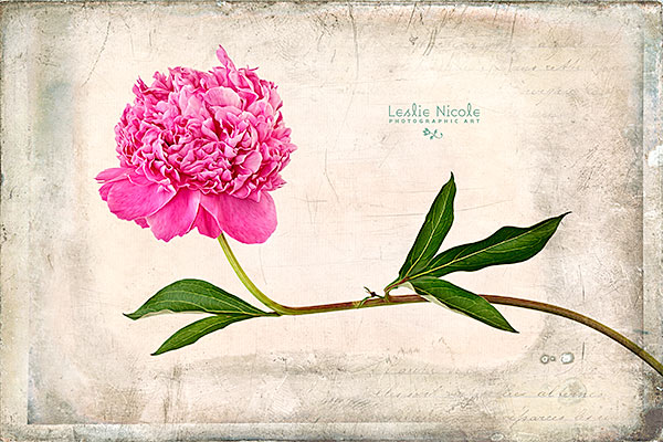 Before & After: Peony Gesture