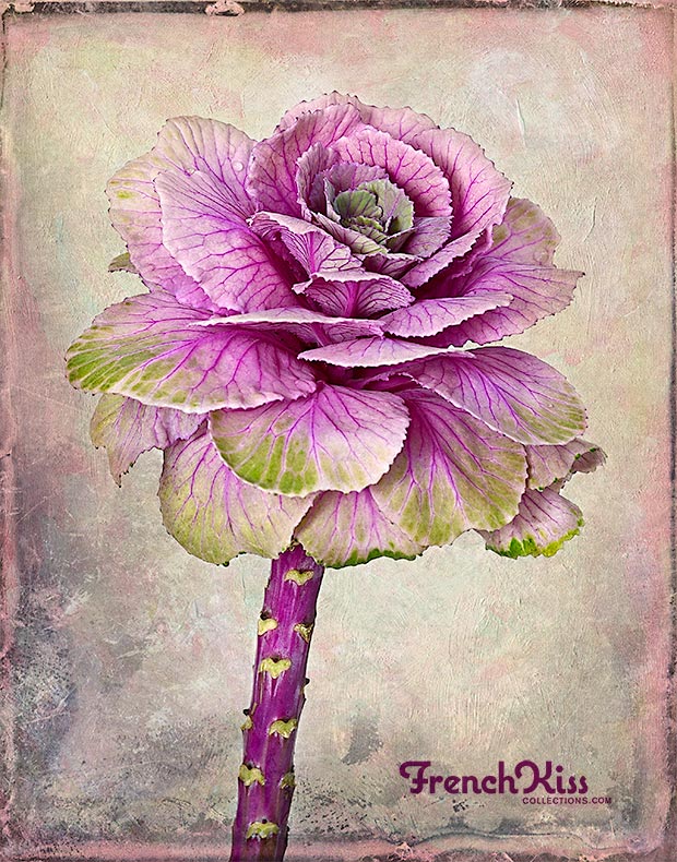 Textured photograph of an ornamental cabbage