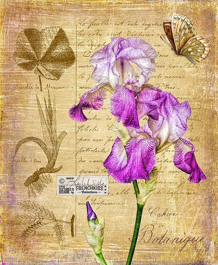 Before And After Texture Tutorial: Botanical Iris