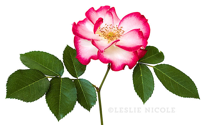 Betty Boop rose photograph by Leslie Nicole.
