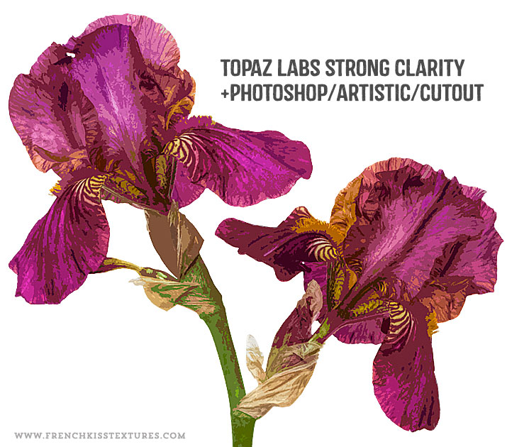 Iris Flower With Photoshop Filters