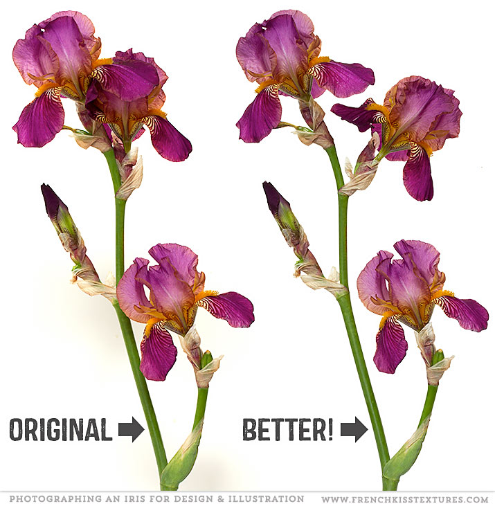 Iris flower before and after