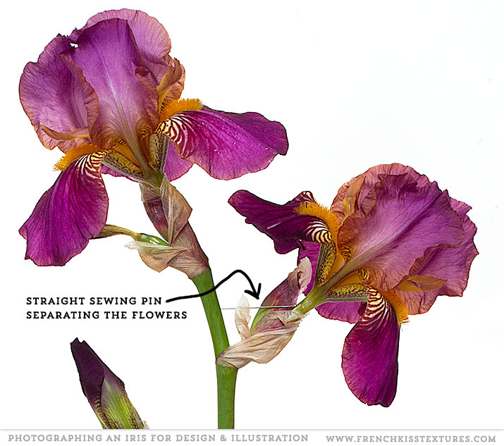 Iris flowers separated with pin.