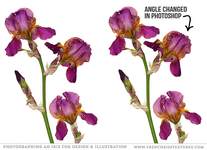 Iris flower edited in Photoshop.