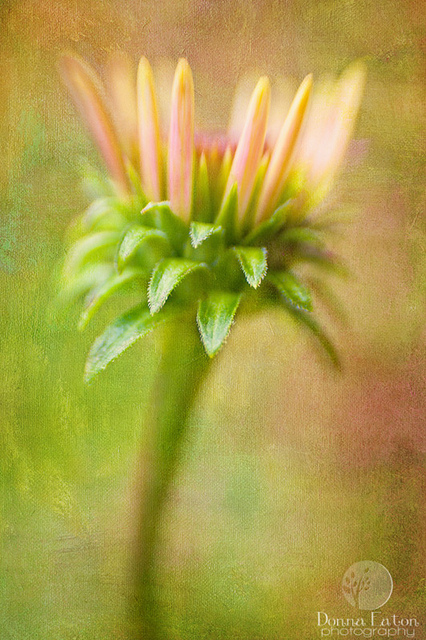 Summertime Bloom