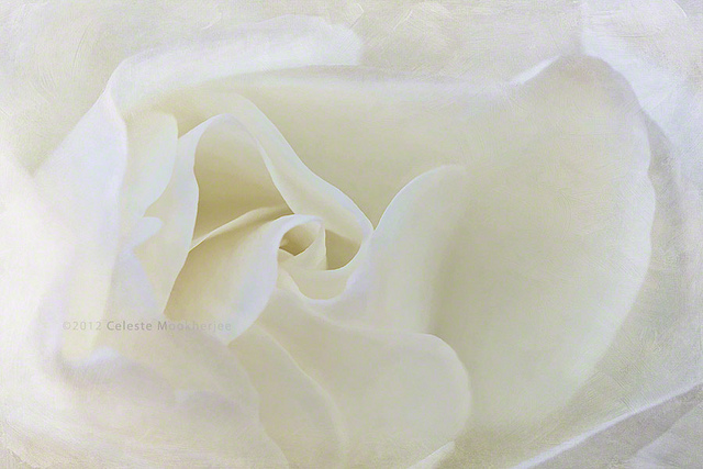 One white rose