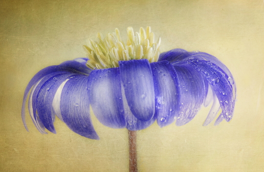 Blue Anemone