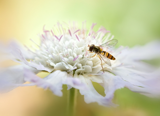 Hoverfly on Scabious