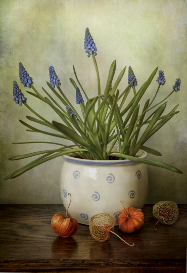 Muscari