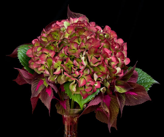 hydrangeablack Original Image