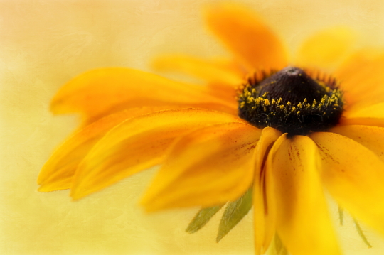 Rudbeckia
