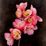 quince_feature