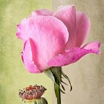 rose_feature