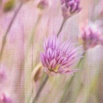 Textured Chives