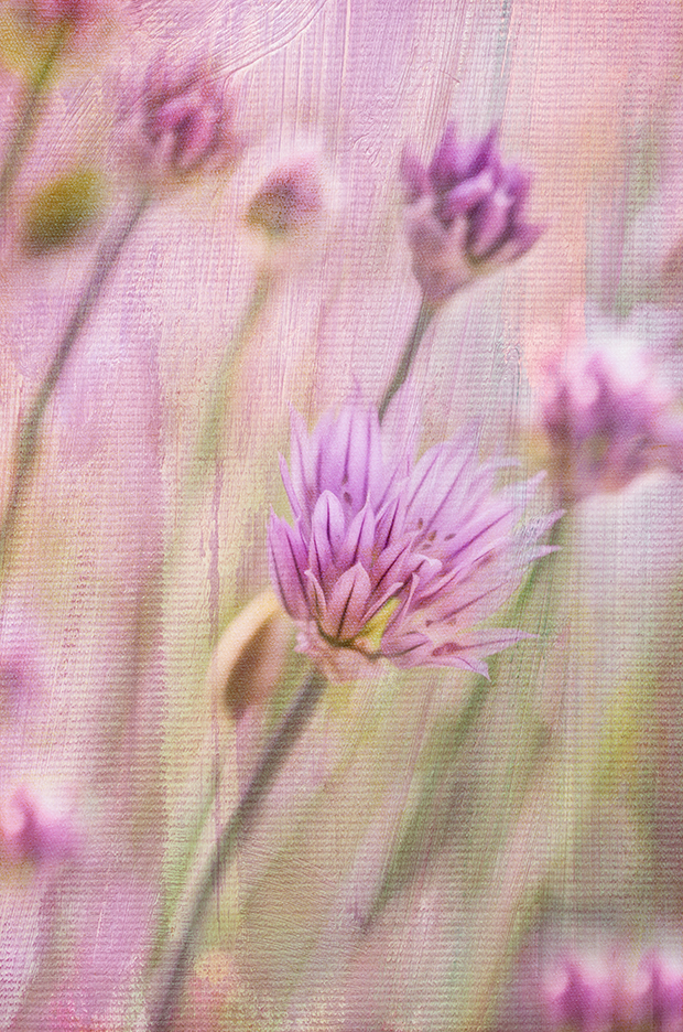 Textured Chives