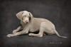 Liko, our Weimaraner puppy