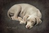 Liko 9 weeks