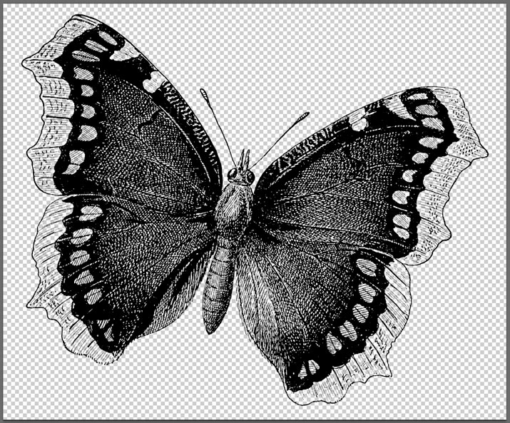 Butterfly Overlay