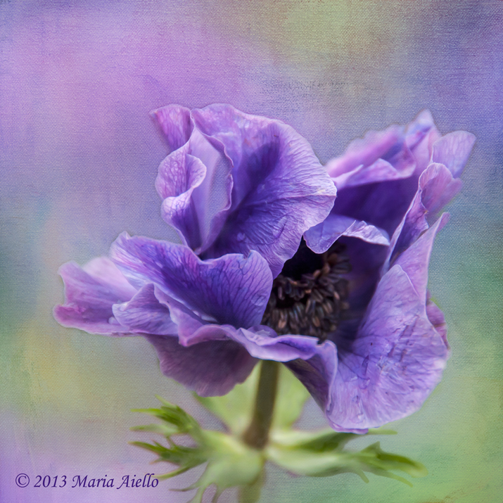 Purple Anemone By Maria Aiello