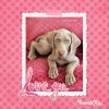 Weimaraner pup Valentine