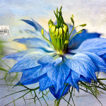 Textured photo by Leslie Nicole