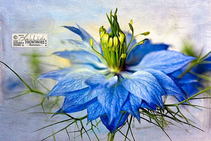 Before And After Texture Recipe: Love-in-a-Mist