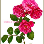 Botanical rose photo illustration.
