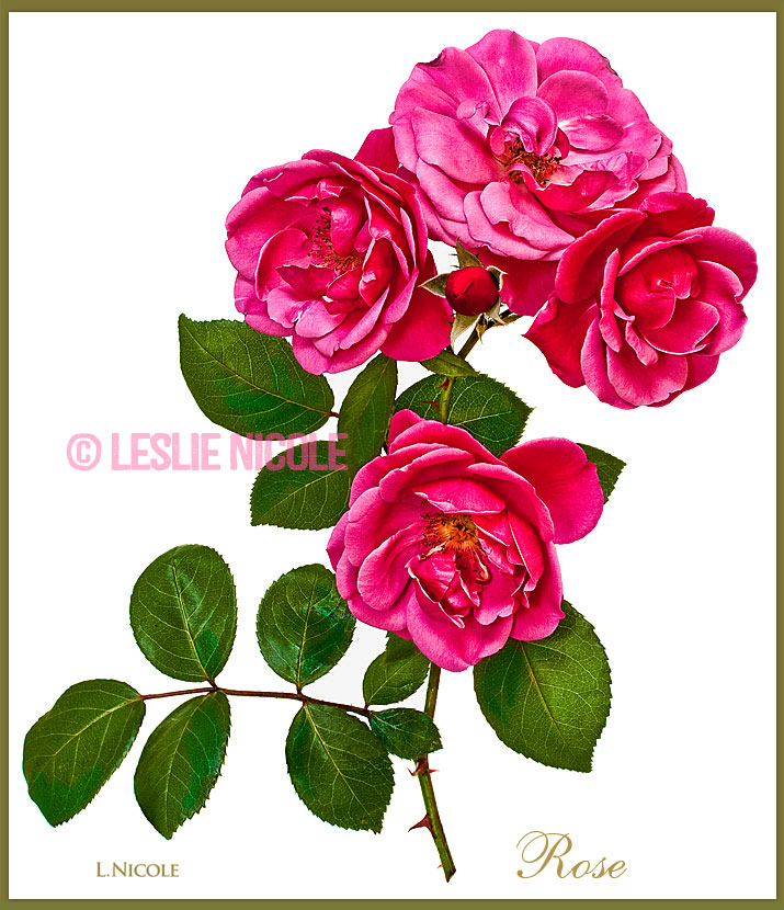 Botanical rose photo illustration.
