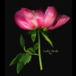 Peony Scanography with Topaz Filter